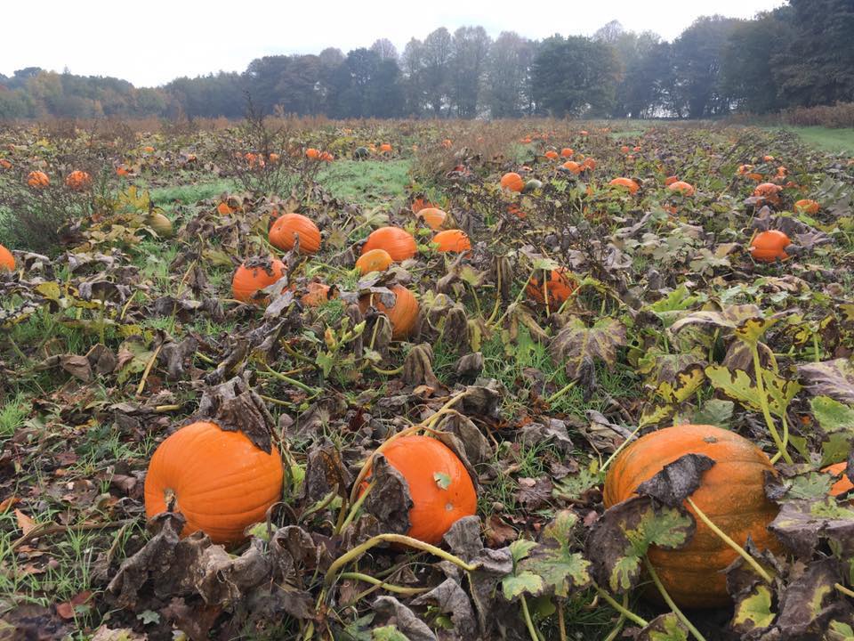 Pumpkin Patch at Essington Farm