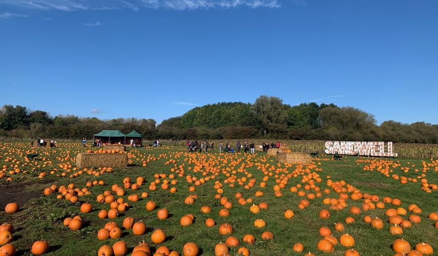 Pumpkin Patch at Forge Mill Farm